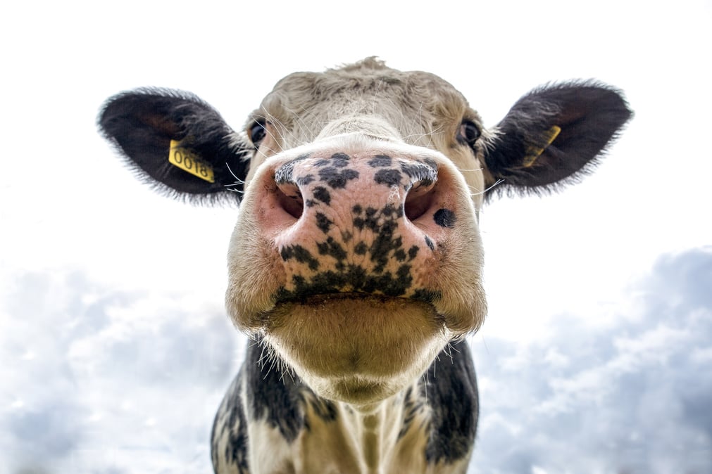 Black and White Dairy Cow's Head