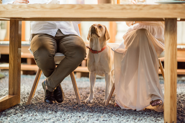 Dog under the Table