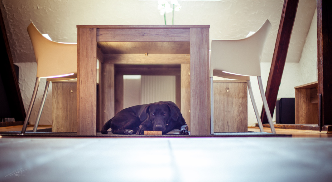 Dog under table